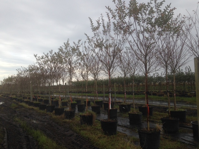 lagerstroemia-indica-crape-myrtle