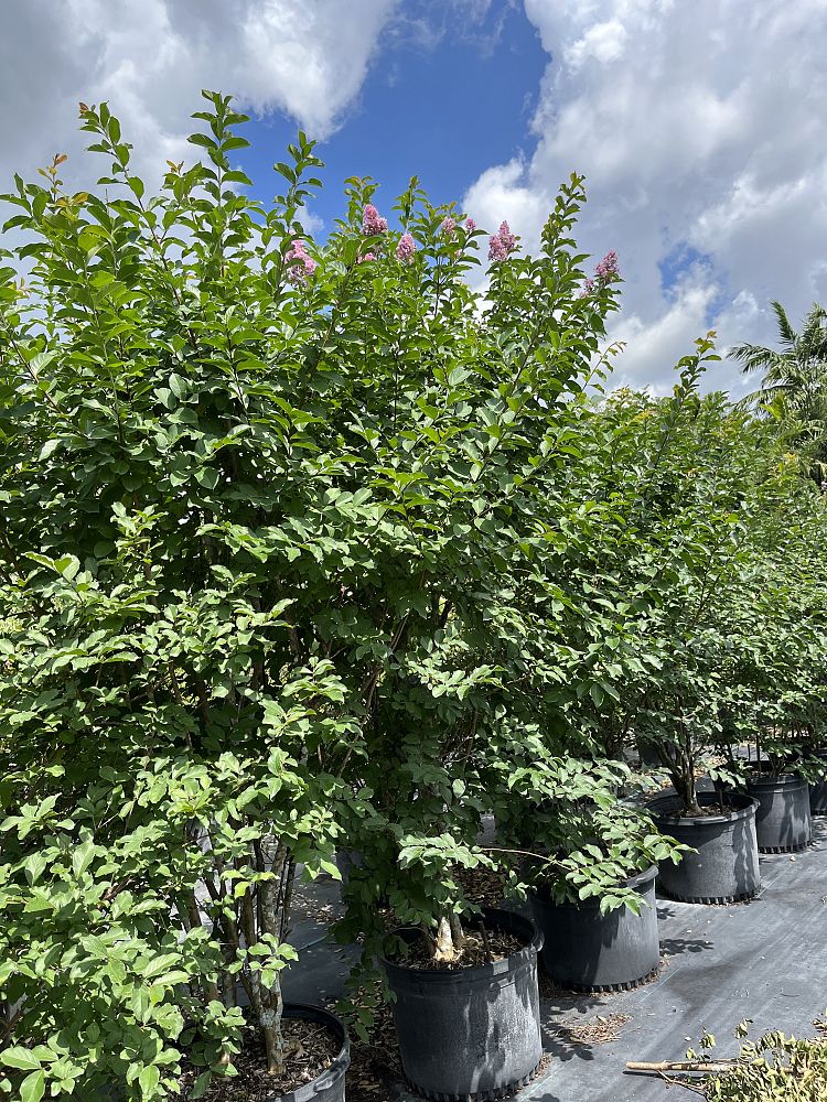 lagerstroemia-indica-crape-myrtle