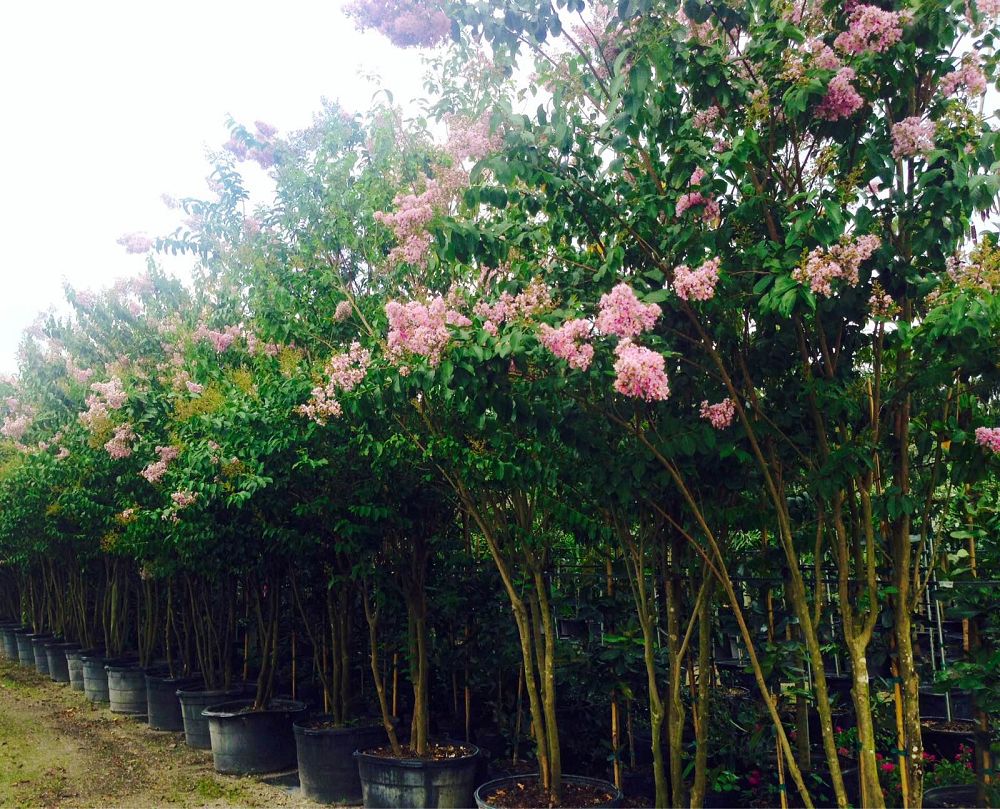 lagerstroemia-indica-crape-myrtle