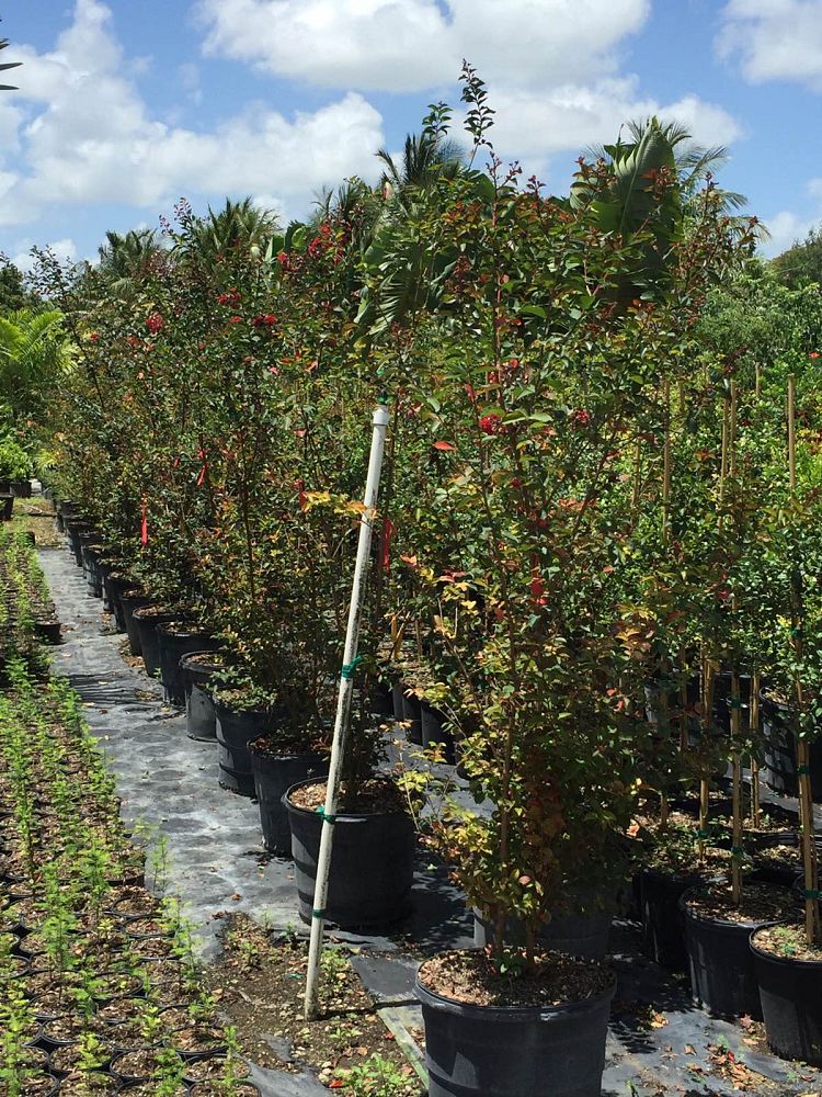lagerstroemia-indica-crape-myrtle