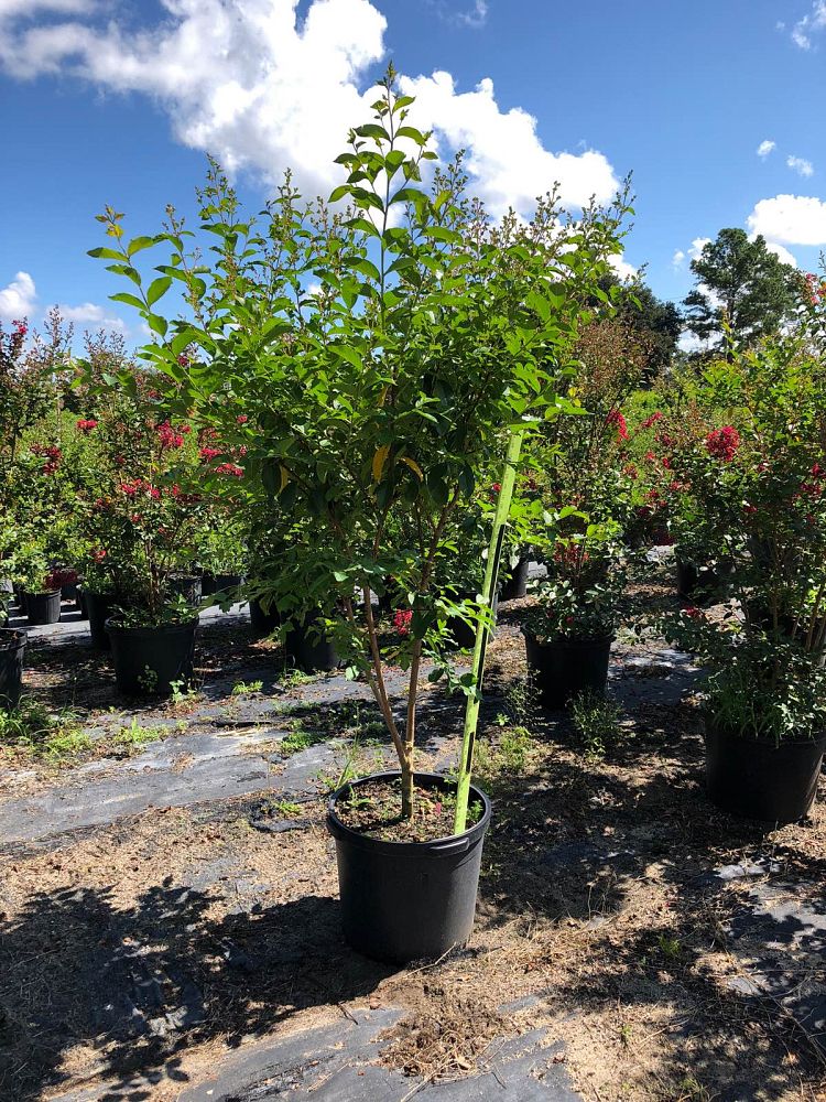 lagerstroemia-indica-crape-myrtle