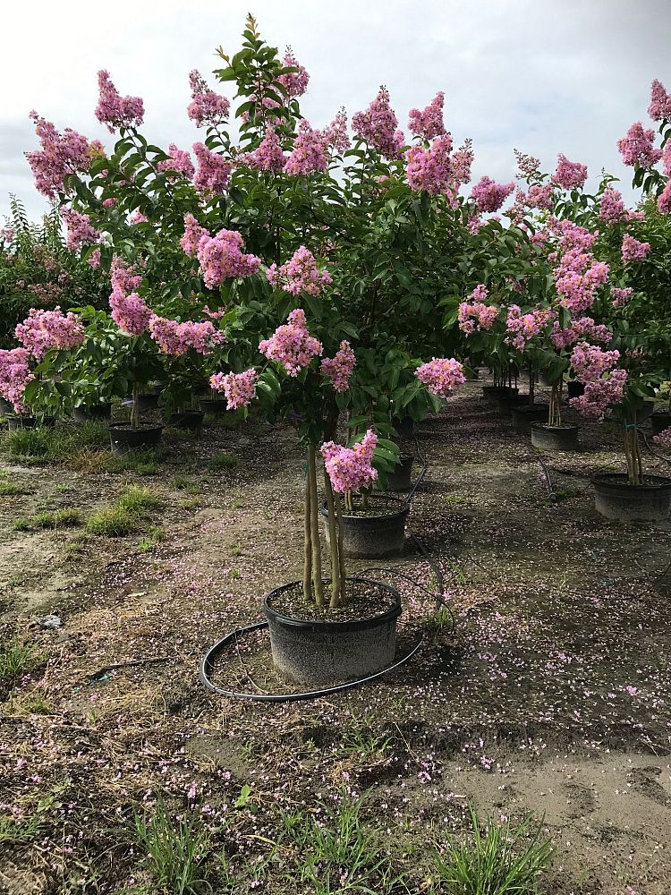 lagerstroemia-indica-crape-myrtle