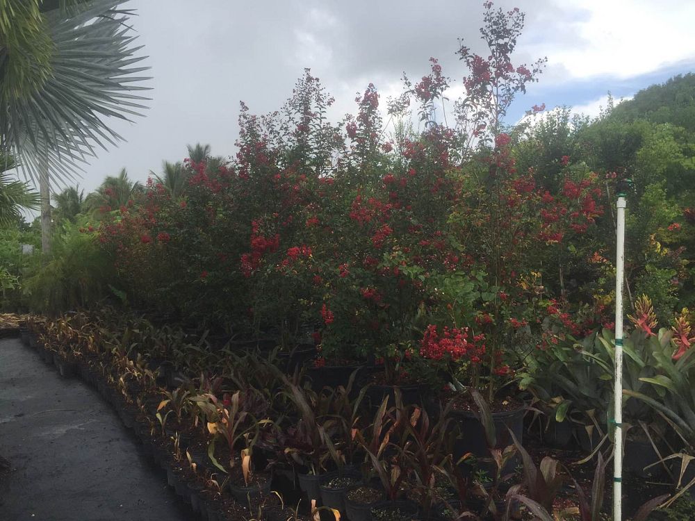 lagerstroemia-indica-crape-myrtle