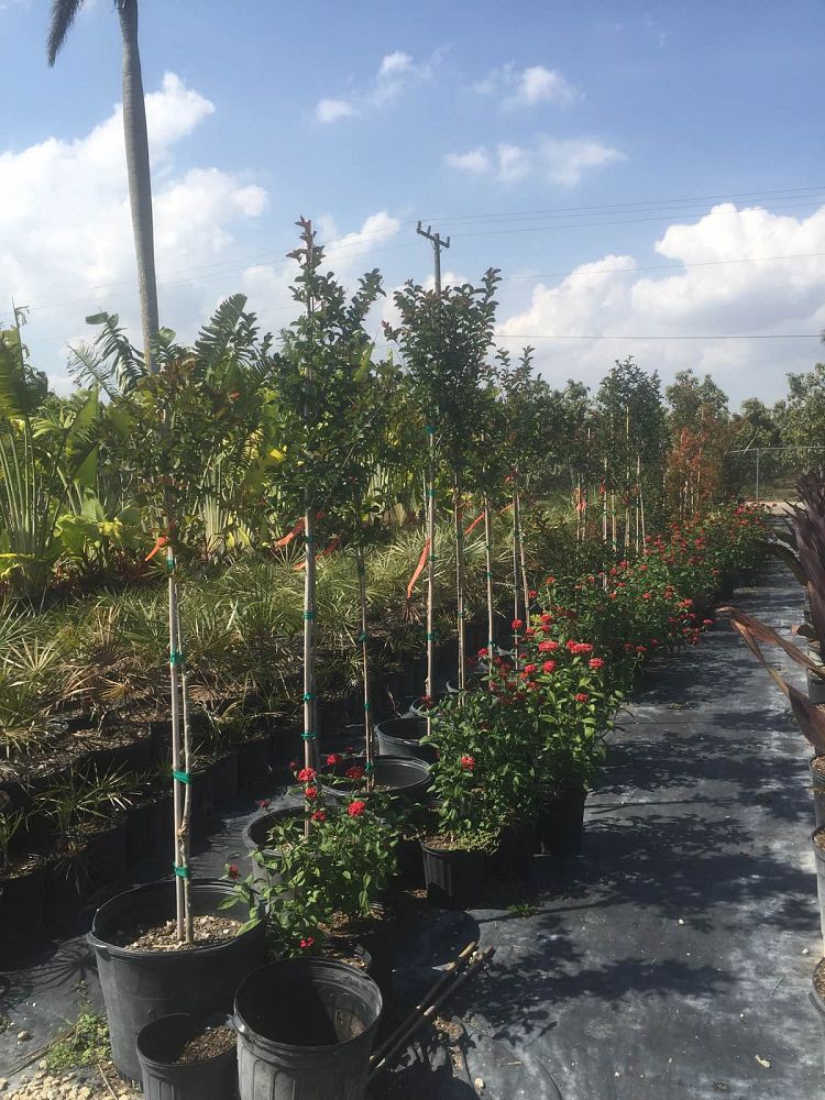 lagerstroemia-indica-crape-myrtle