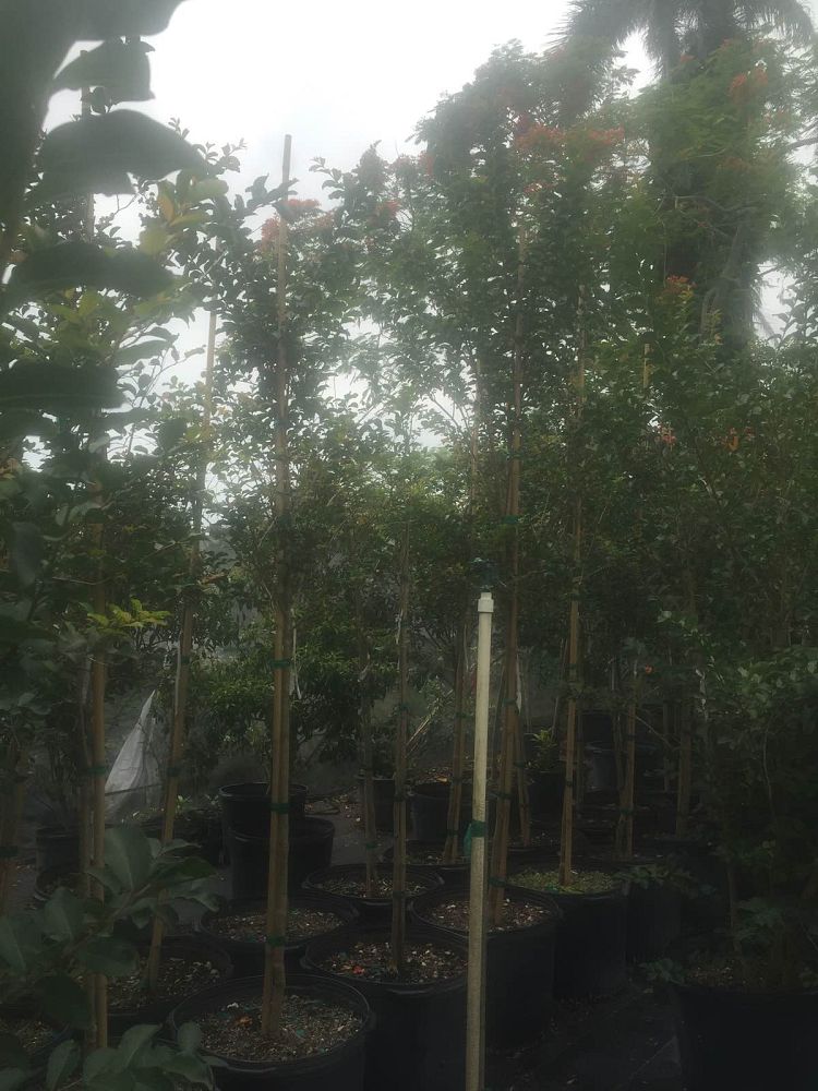 lagerstroemia-indica-crape-myrtle