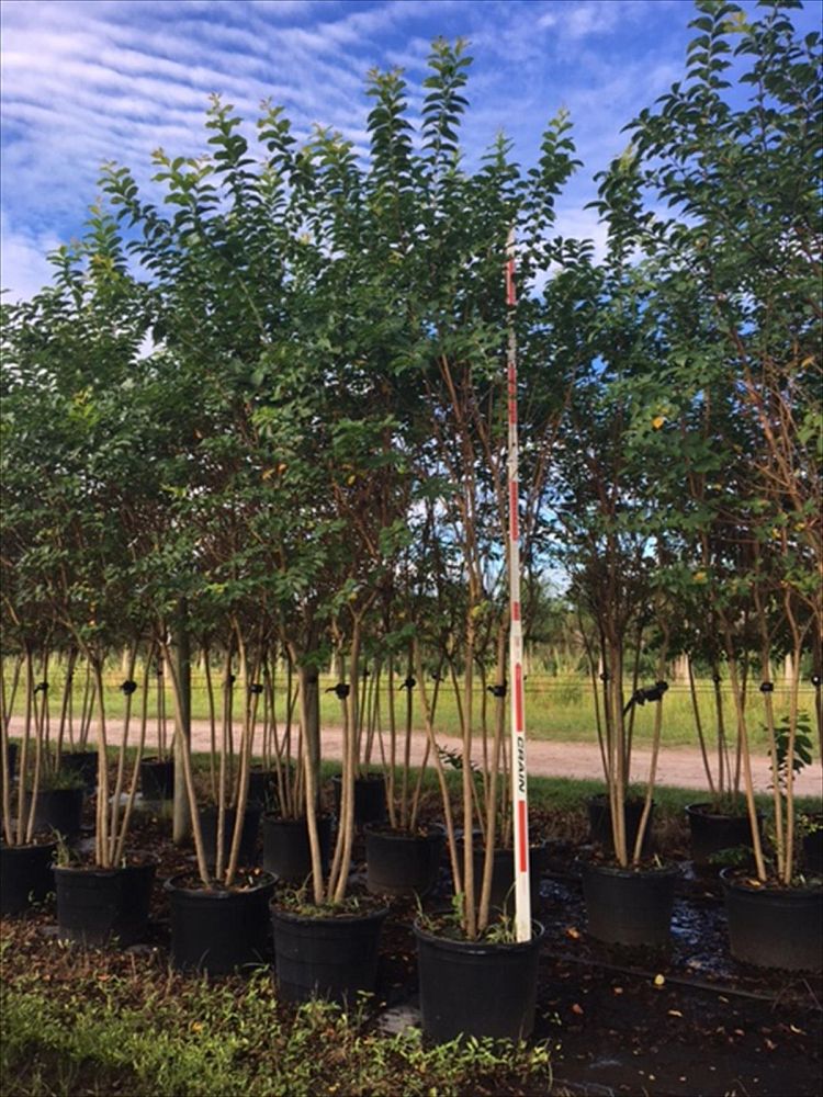 lagerstroemia-indica-crape-myrtle