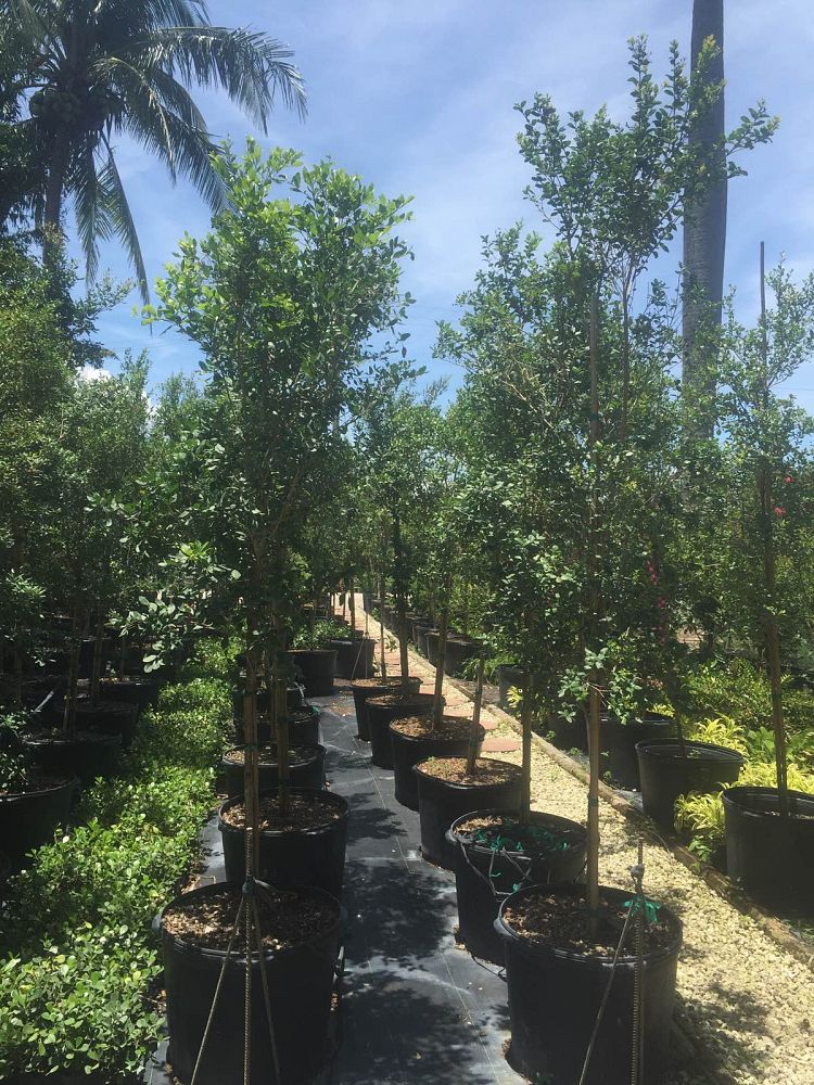 lagerstroemia-indica-crape-myrtle