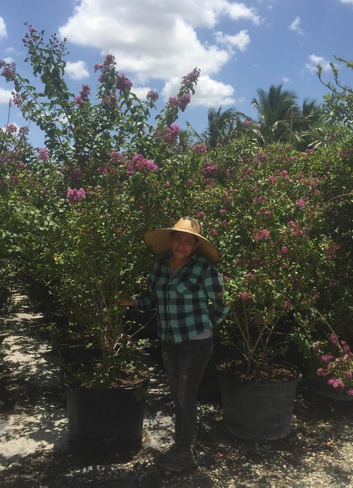 lagerstroemia-indica-crape-myrtle