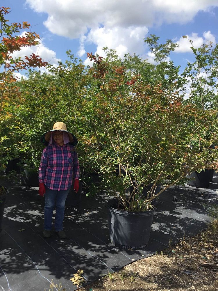 lagerstroemia-indica-crape-myrtle