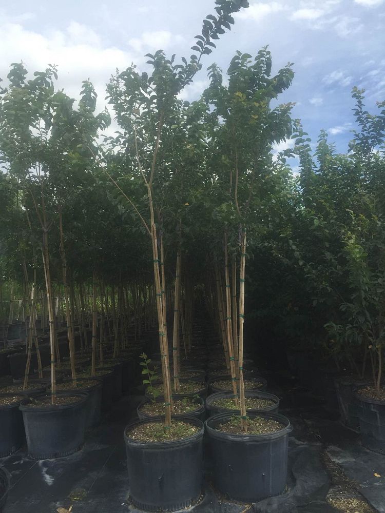 lagerstroemia-indica-crape-myrtle