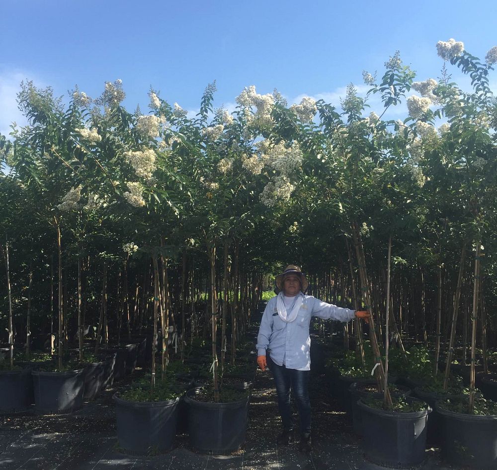 lagerstroemia-indica-crape-myrtle