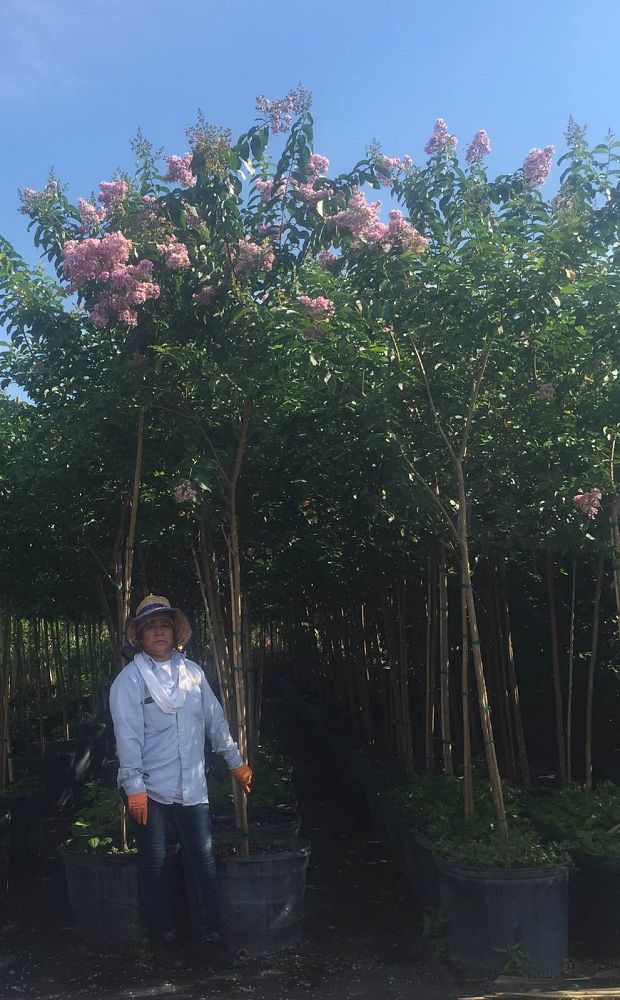 lagerstroemia-indica-crape-myrtle
