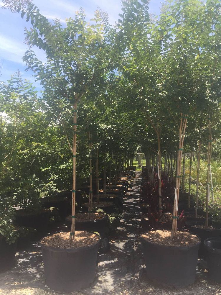 lagerstroemia-indica-crape-myrtle