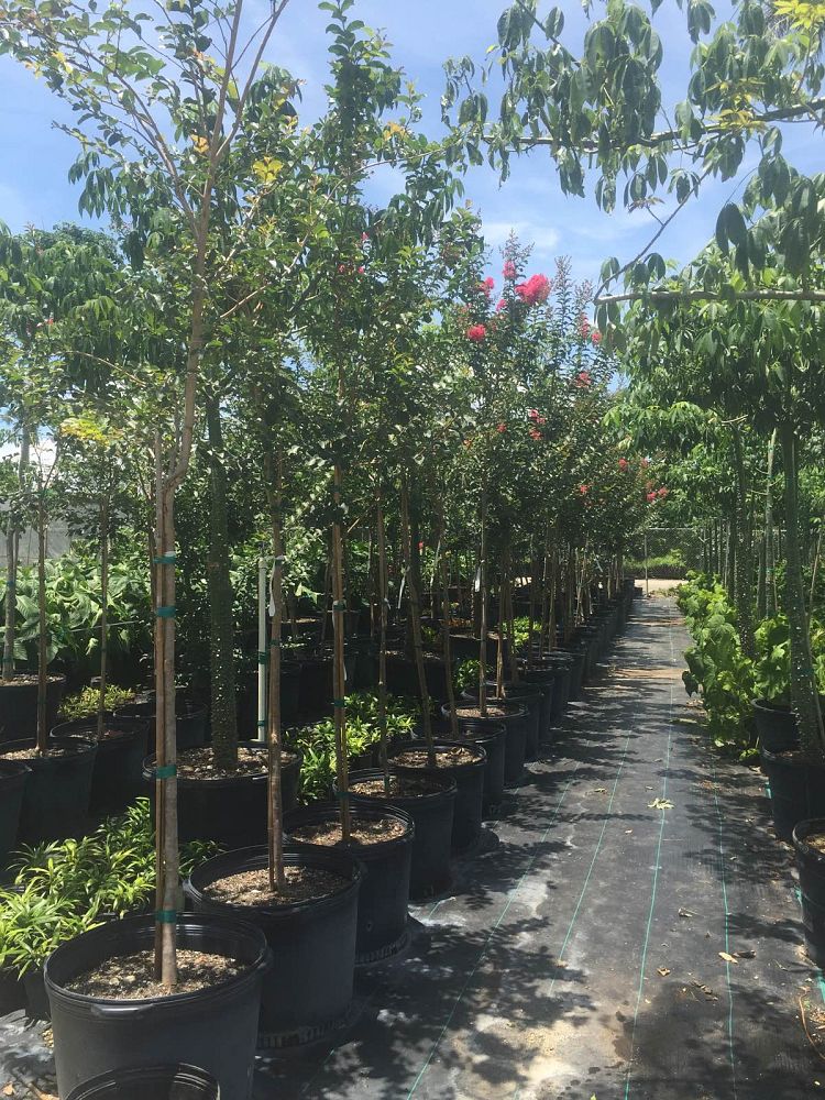 lagerstroemia-indica-crape-myrtle