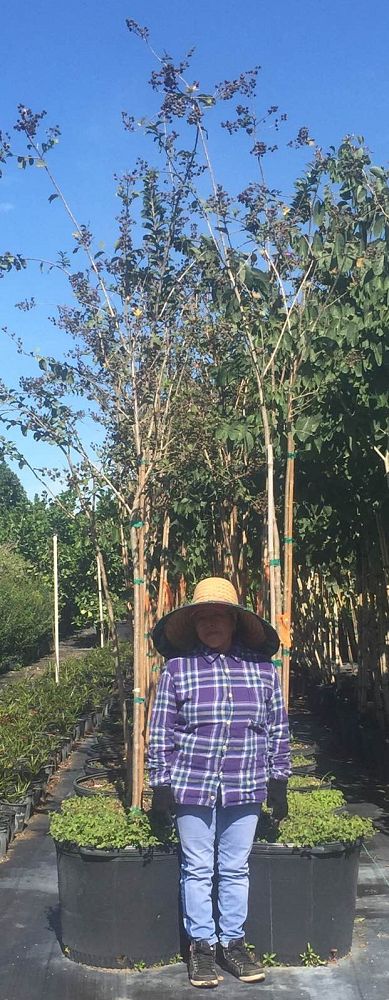 lagerstroemia-indica-crape-myrtle