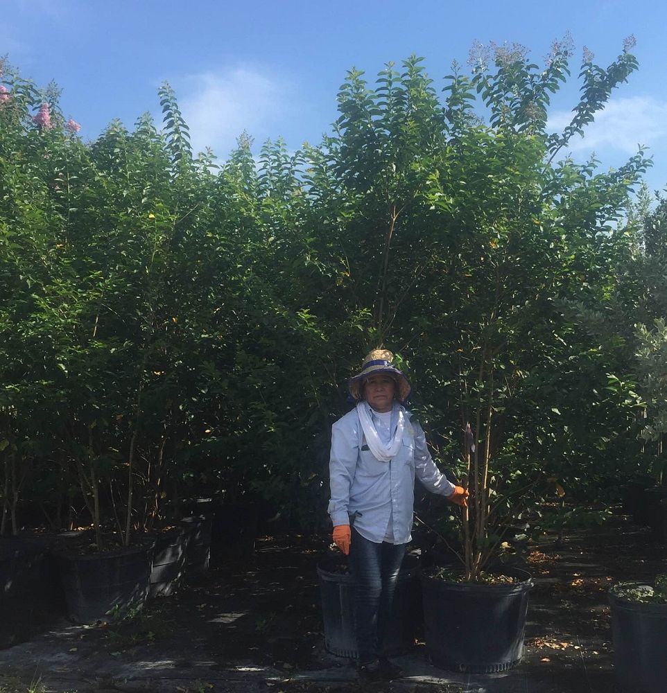 lagerstroemia-indica-crape-myrtle
