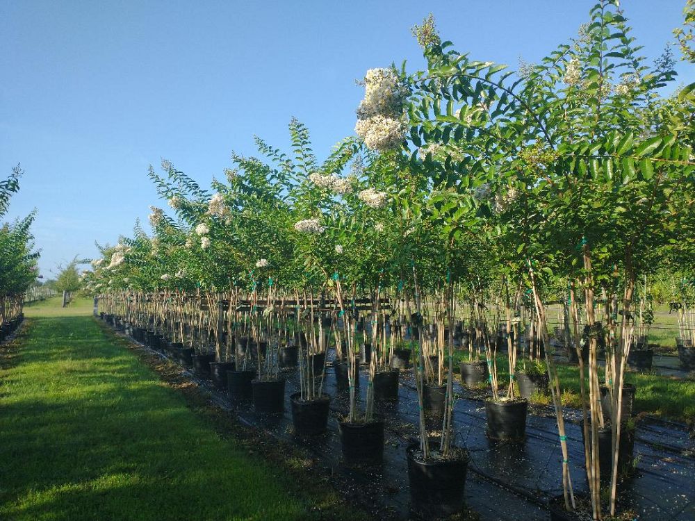 lagerstroemia-indica-crape-myrtle