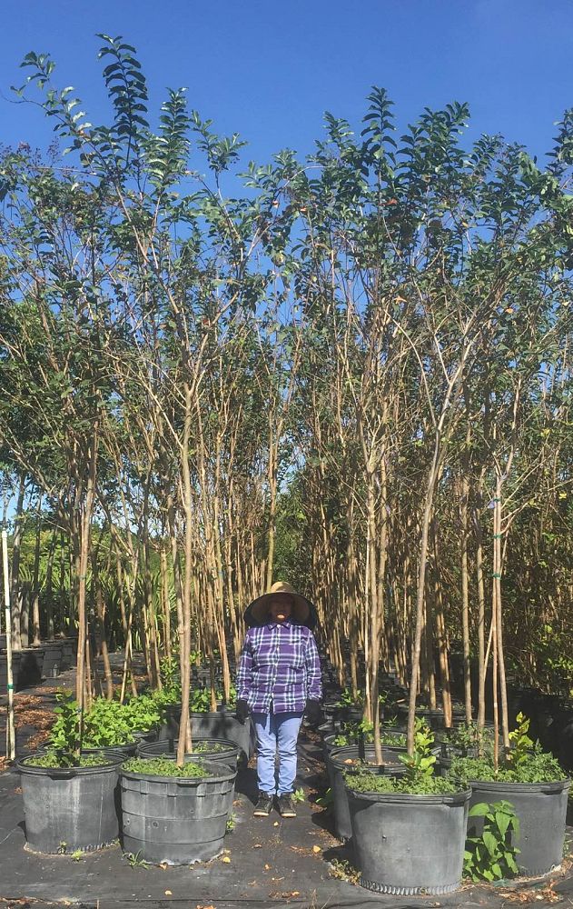 lagerstroemia-indica-crape-myrtle
