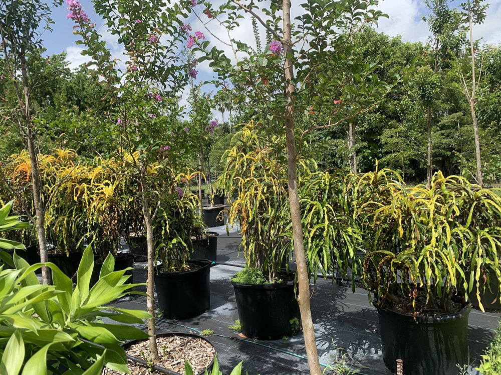 lagerstroemia-indica-crape-myrtle