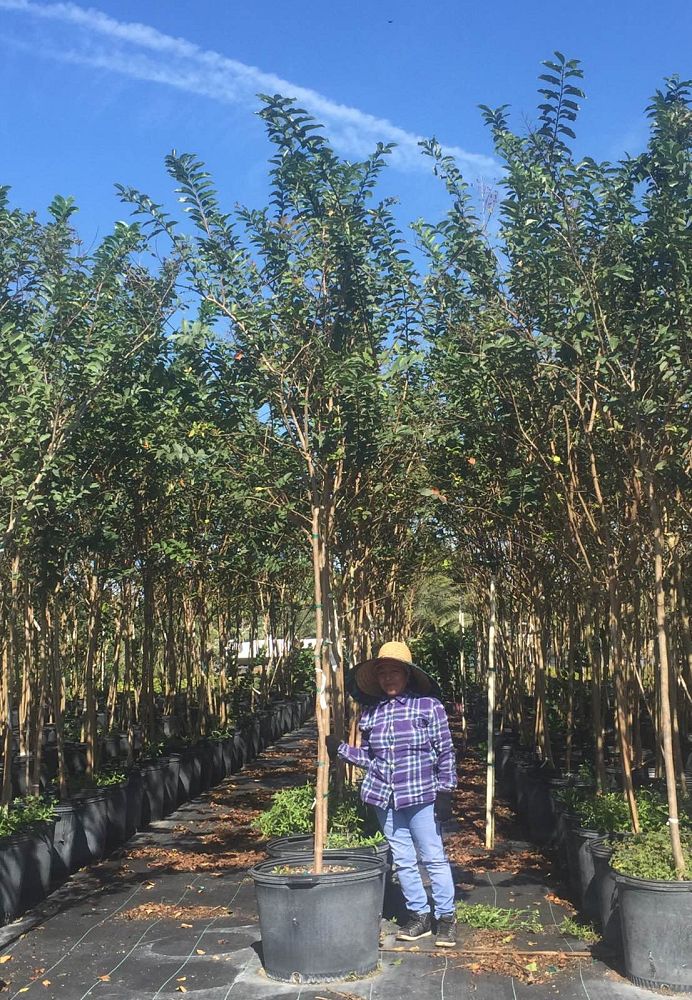 lagerstroemia-indica-crape-myrtle