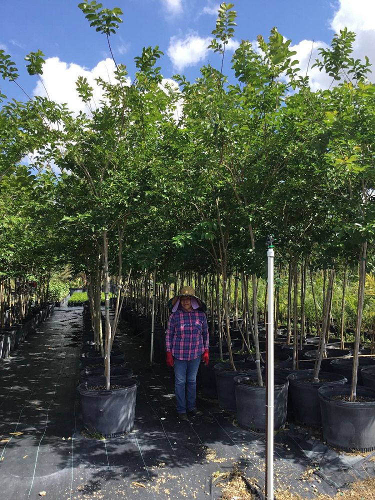 lagerstroemia-indica-crape-myrtle