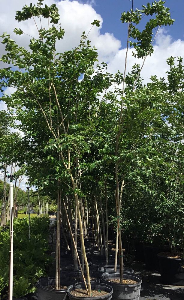lagerstroemia-indica-crape-myrtle