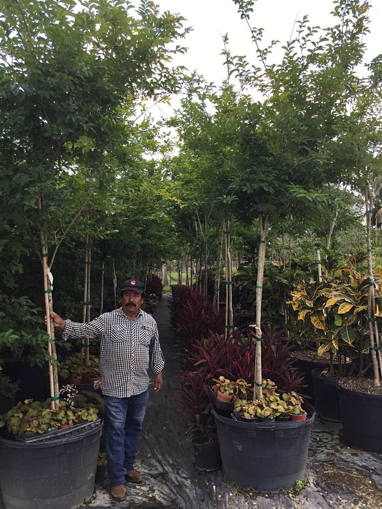 lagerstroemia-indica-crape-myrtle