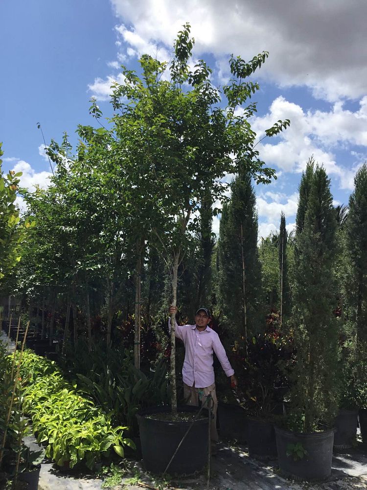 lagerstroemia-indica-crape-myrtle