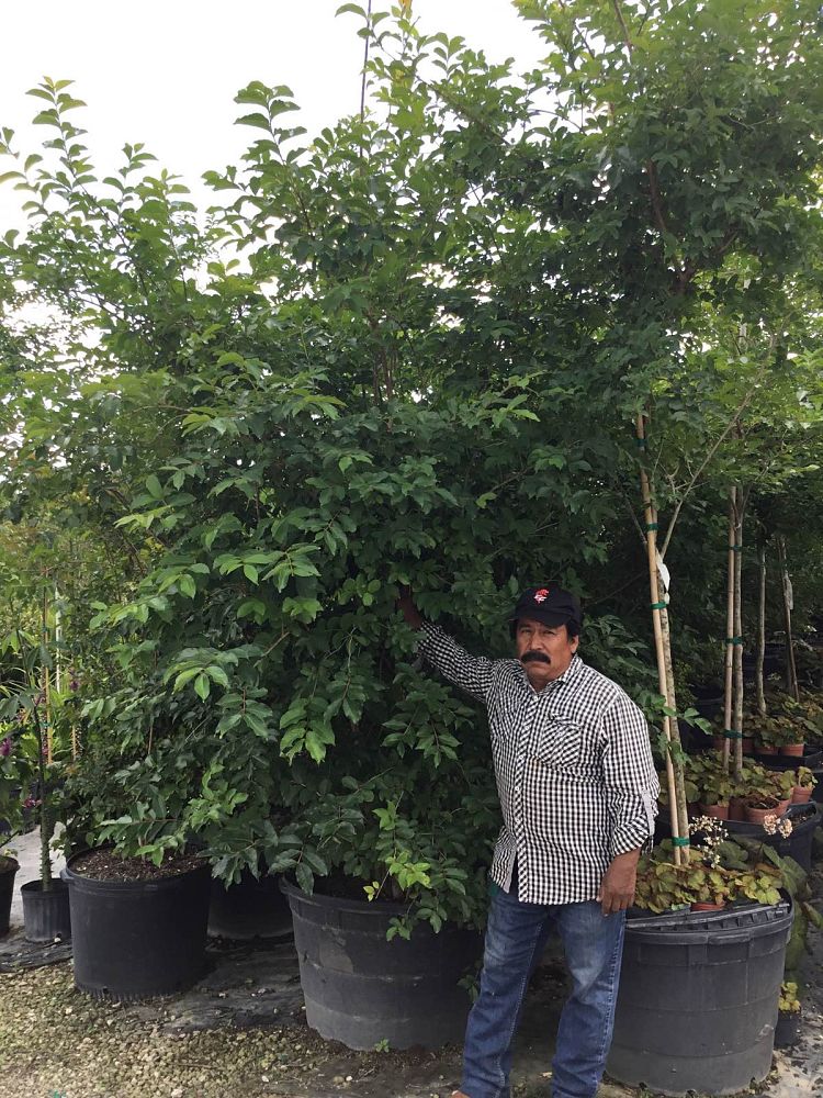 lagerstroemia-indica-crape-myrtle