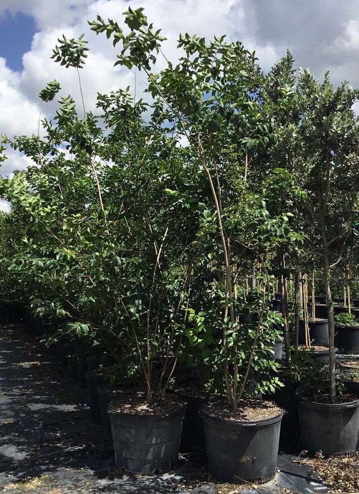 lagerstroemia-indica-crape-myrtle