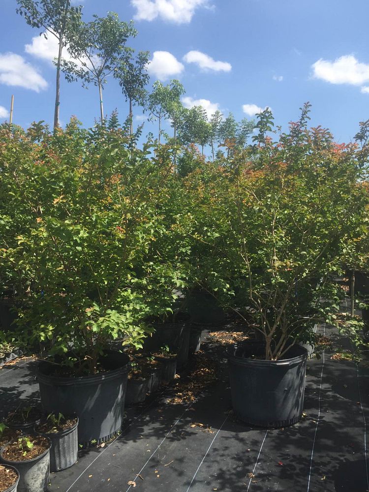 lagerstroemia-indica-crape-myrtle
