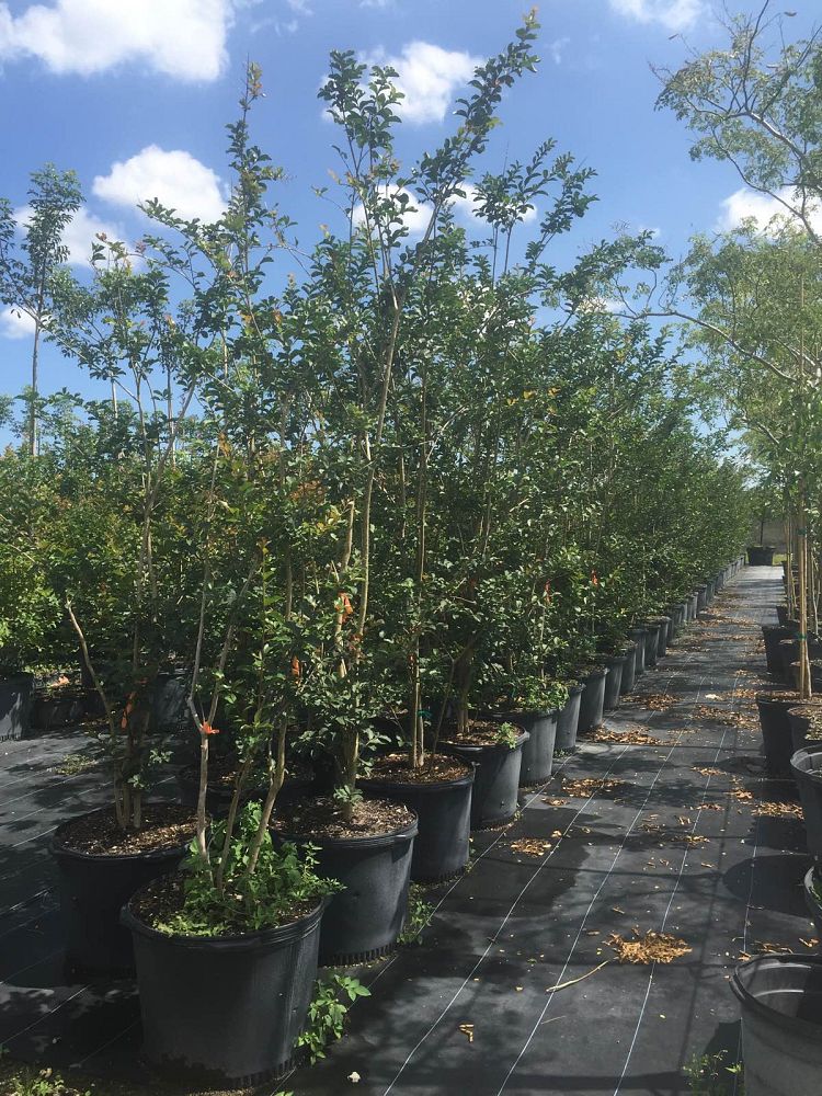 lagerstroemia-indica-crape-myrtle