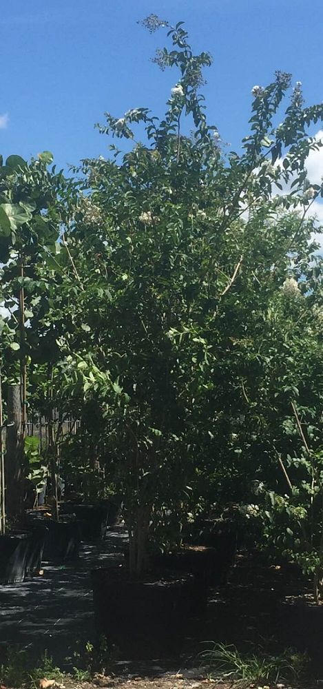 lagerstroemia-indica-crape-myrtle