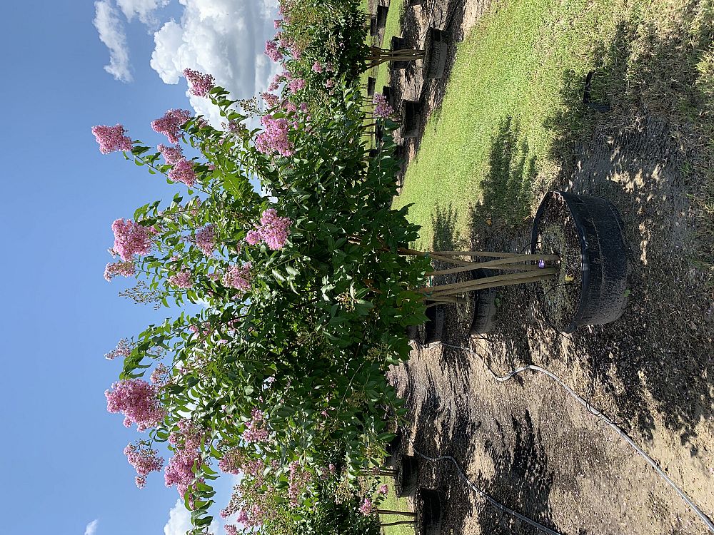 lagerstroemia-indica-crape-myrtle