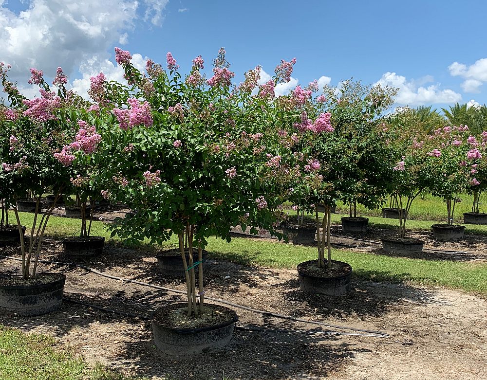 lagerstroemia-indica-crape-myrtle