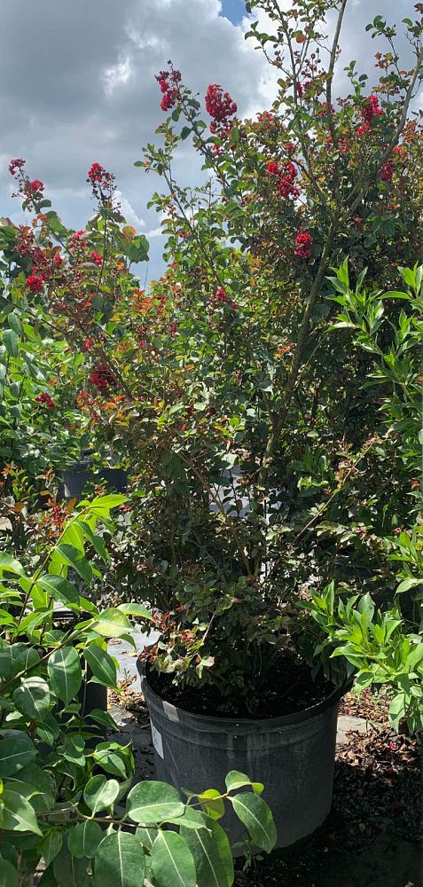 lagerstroemia-indica-crape-myrtle