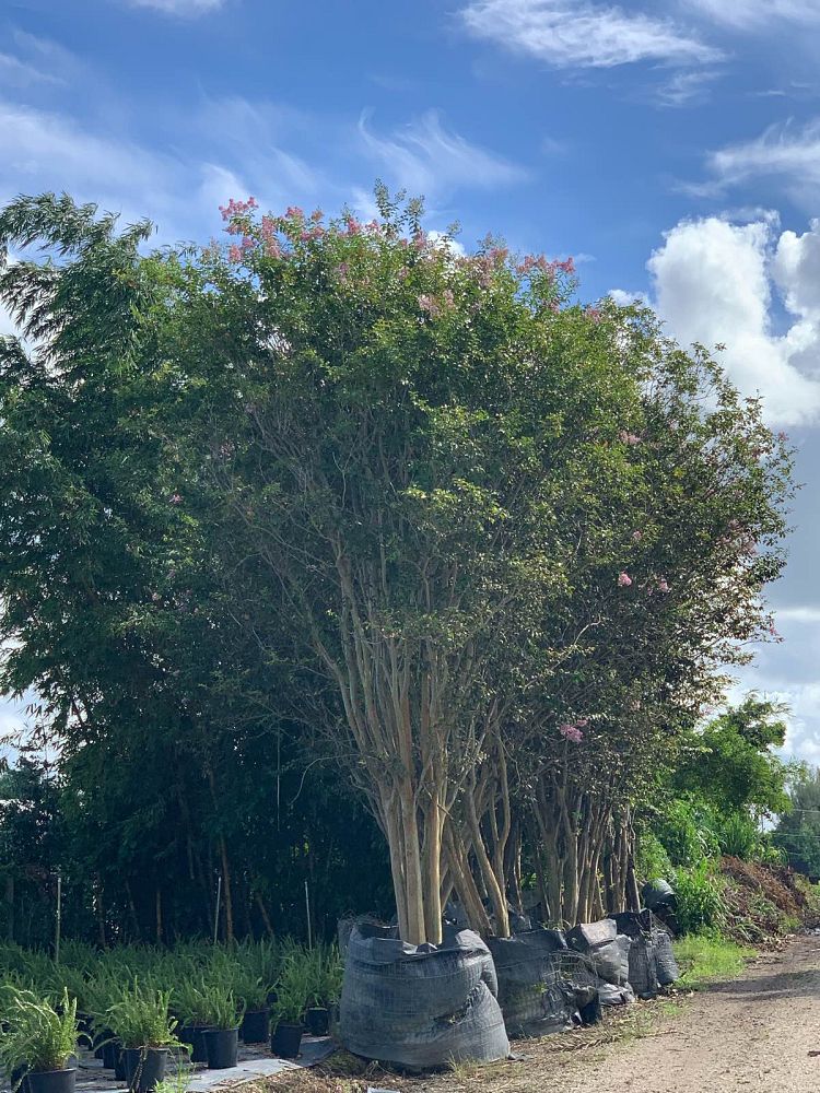 lagerstroemia-indica-crape-myrtle