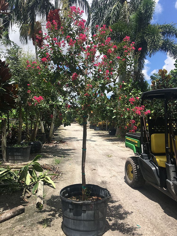 lagerstroemia-indica-crape-myrtle