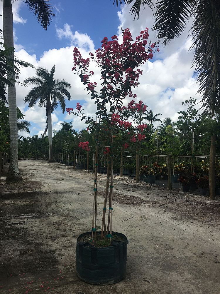 lagerstroemia-indica-crape-myrtle