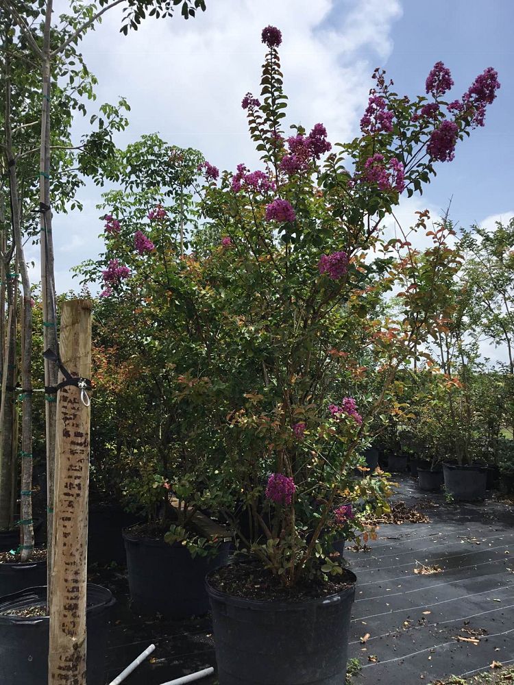 lagerstroemia-indica-crape-myrtle