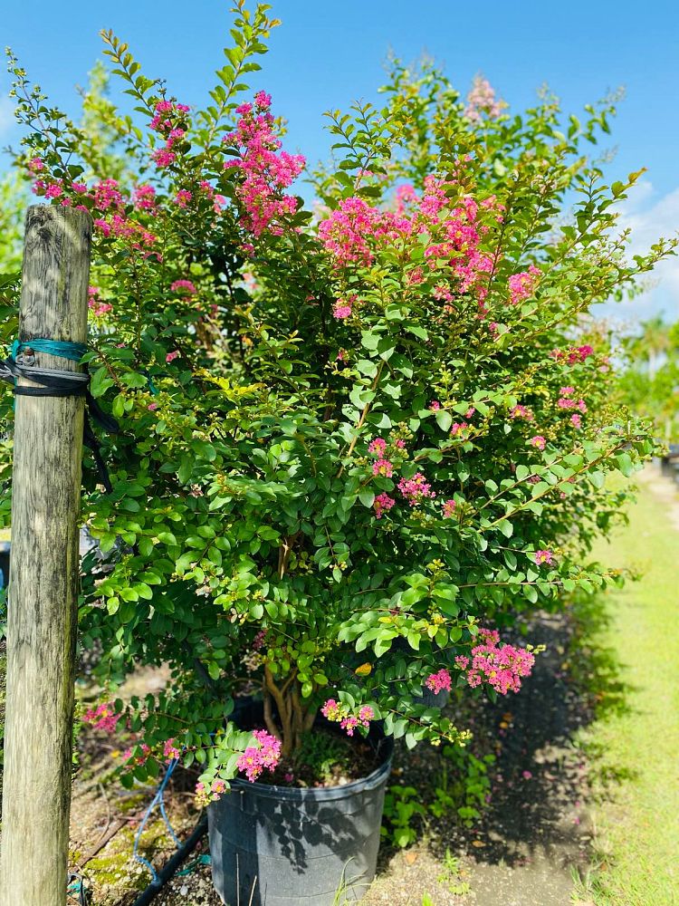 lagerstroemia-indica-crape-myrtle