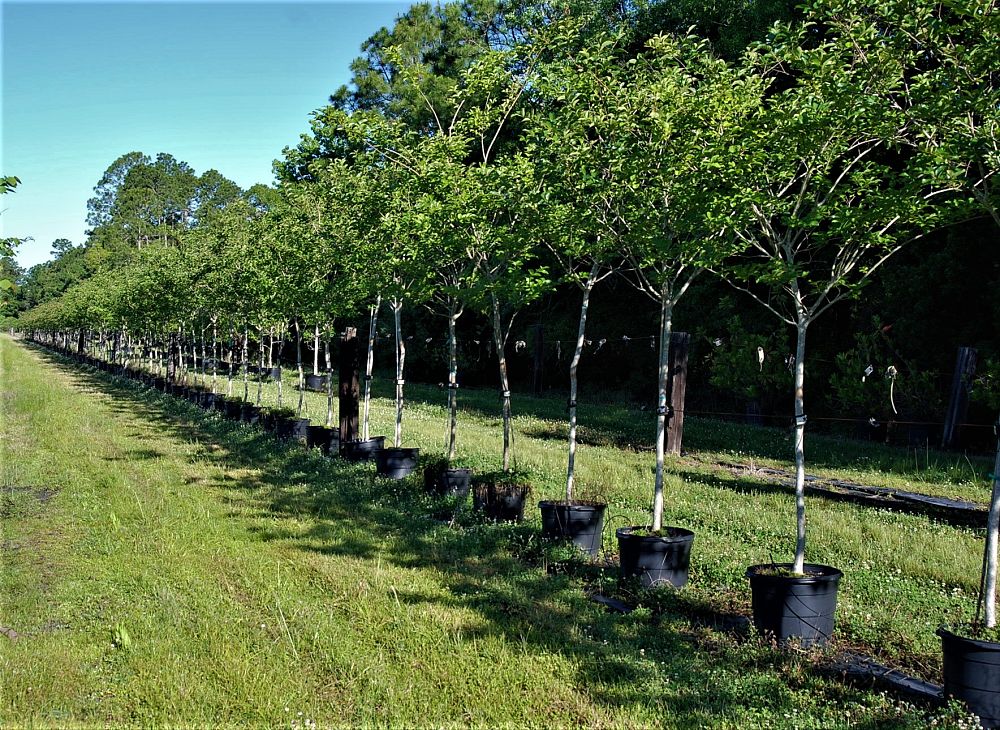 lagerstroemia-indica-crape-myrtle