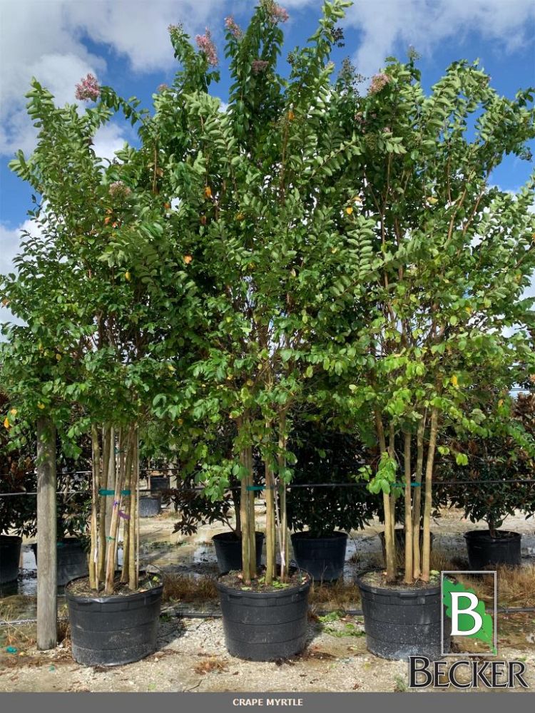 lagerstroemia-indica-crape-myrtle