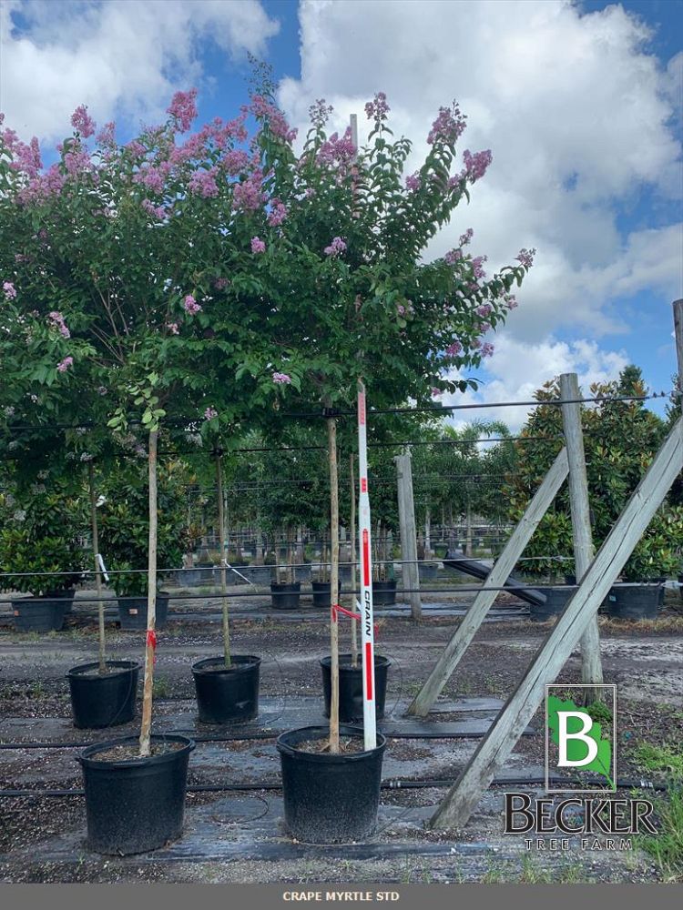 lagerstroemia-indica-crape-myrtle