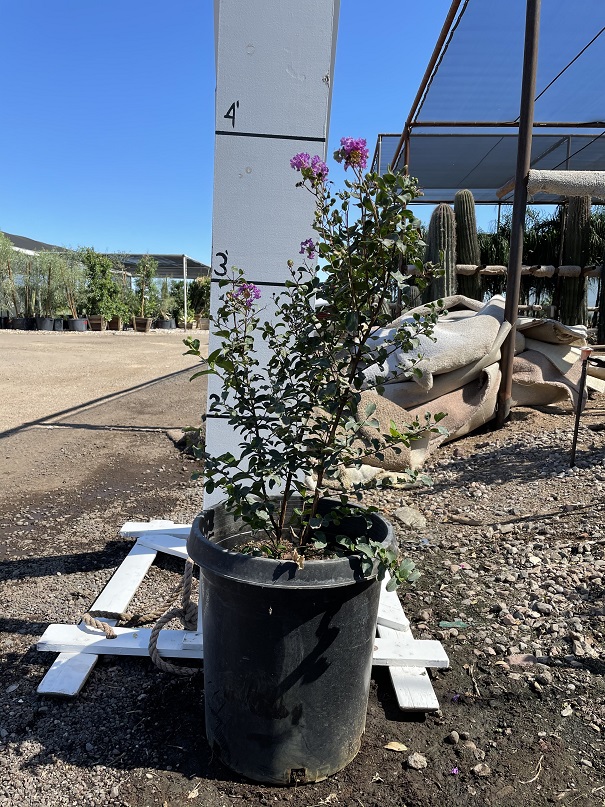 lagerstroemia-indica-crape-myrtle