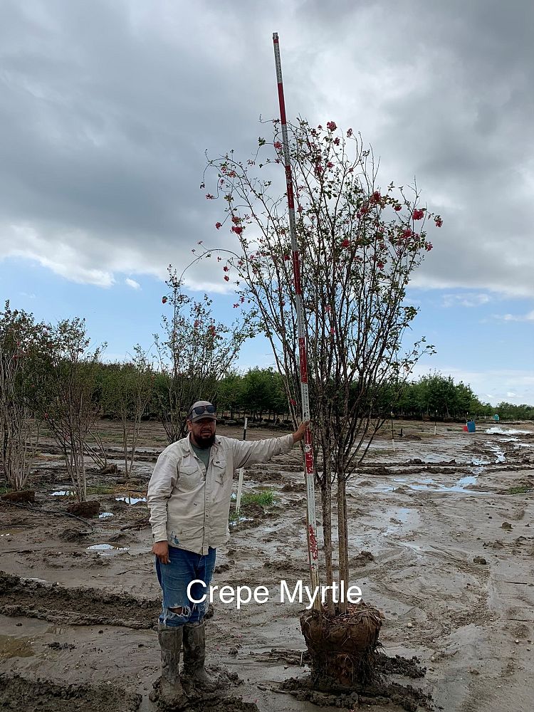 lagerstroemia-indica-crape-myrtle