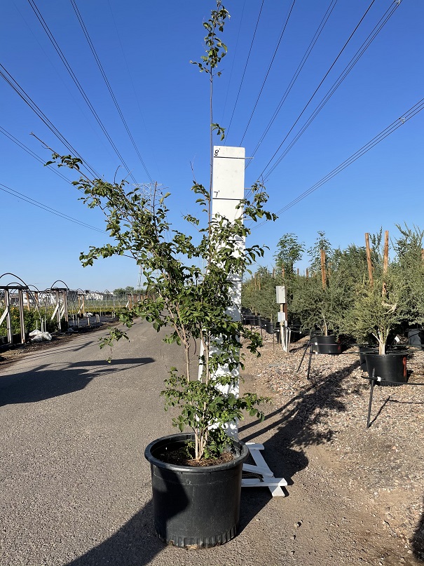 lagerstroemia-indica-crape-myrtle