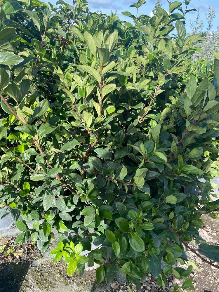 lagerstroemia-indica-crape-myrtle
