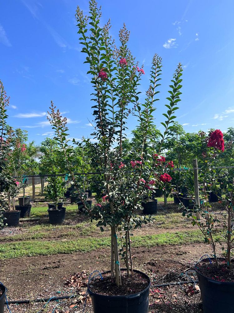 lagerstroemia-indica-crape-myrtle