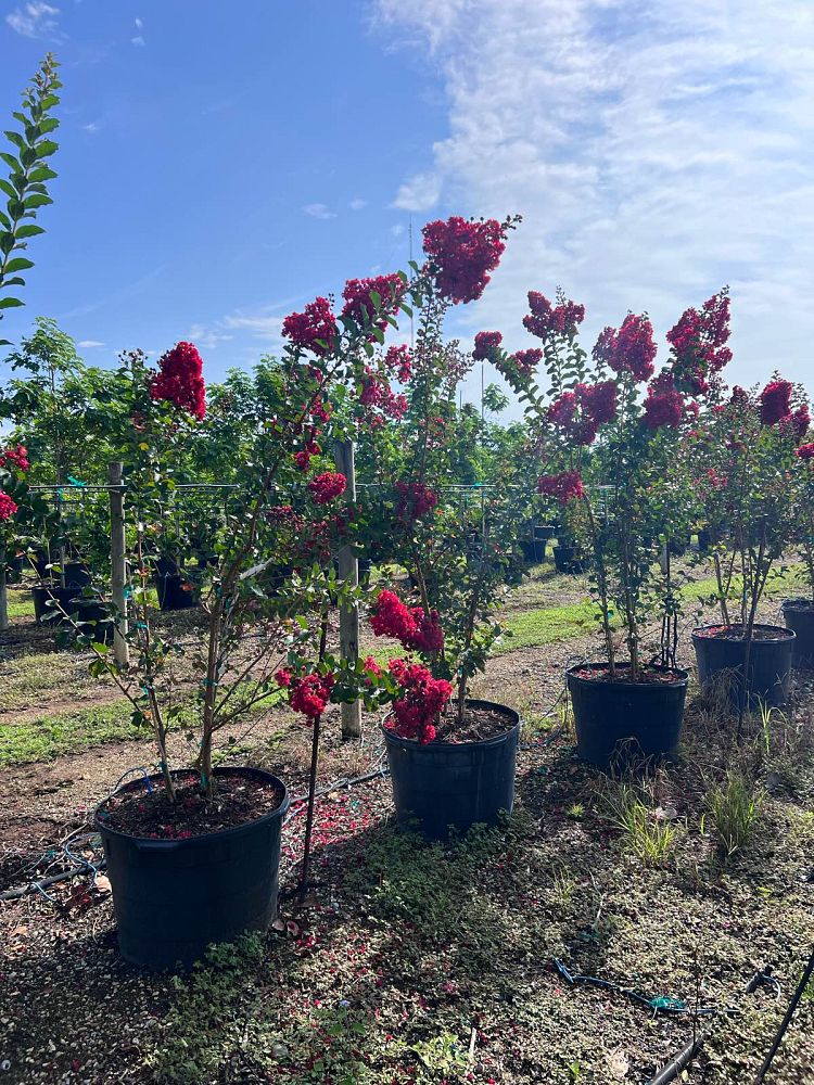 lagerstroemia-indica-crape-myrtle